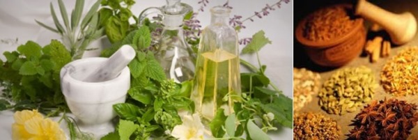 Tanaman sumber dari obat herbal