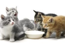 Cara Memberi Makan Anak Kucing